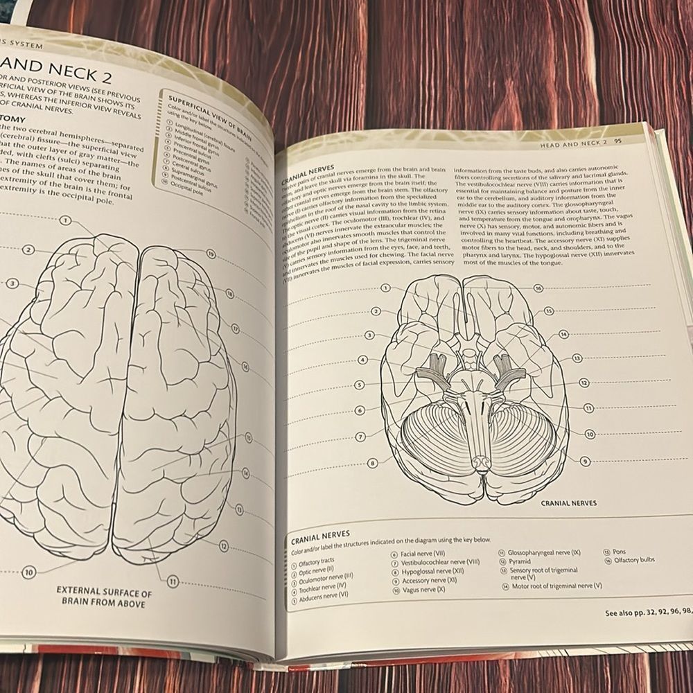 The Human Body Coloring Book/Study Guide - Picture 4 of 9